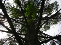Oberkochen-Baum